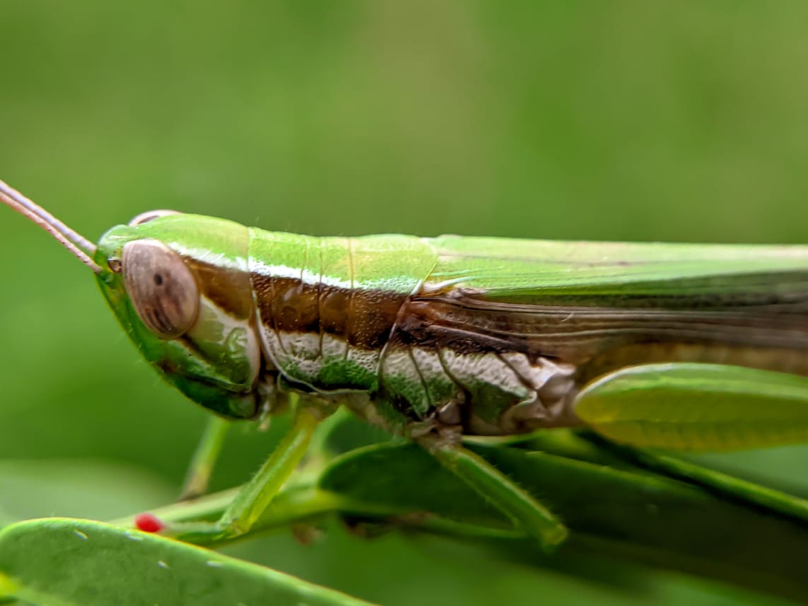 grasshopper (33).jpeg