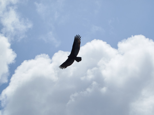 eagle-in-the-sky_156352-36.jpg
