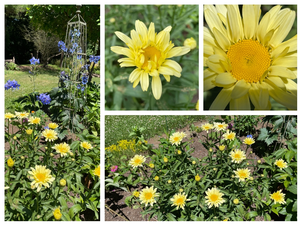 hive-garden-sunscape-daisies-1.jpg