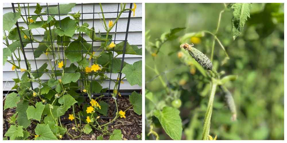 hivegarden-cucumbers (1).jpg