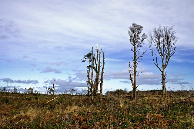 deforestation-3851358_640.jpg