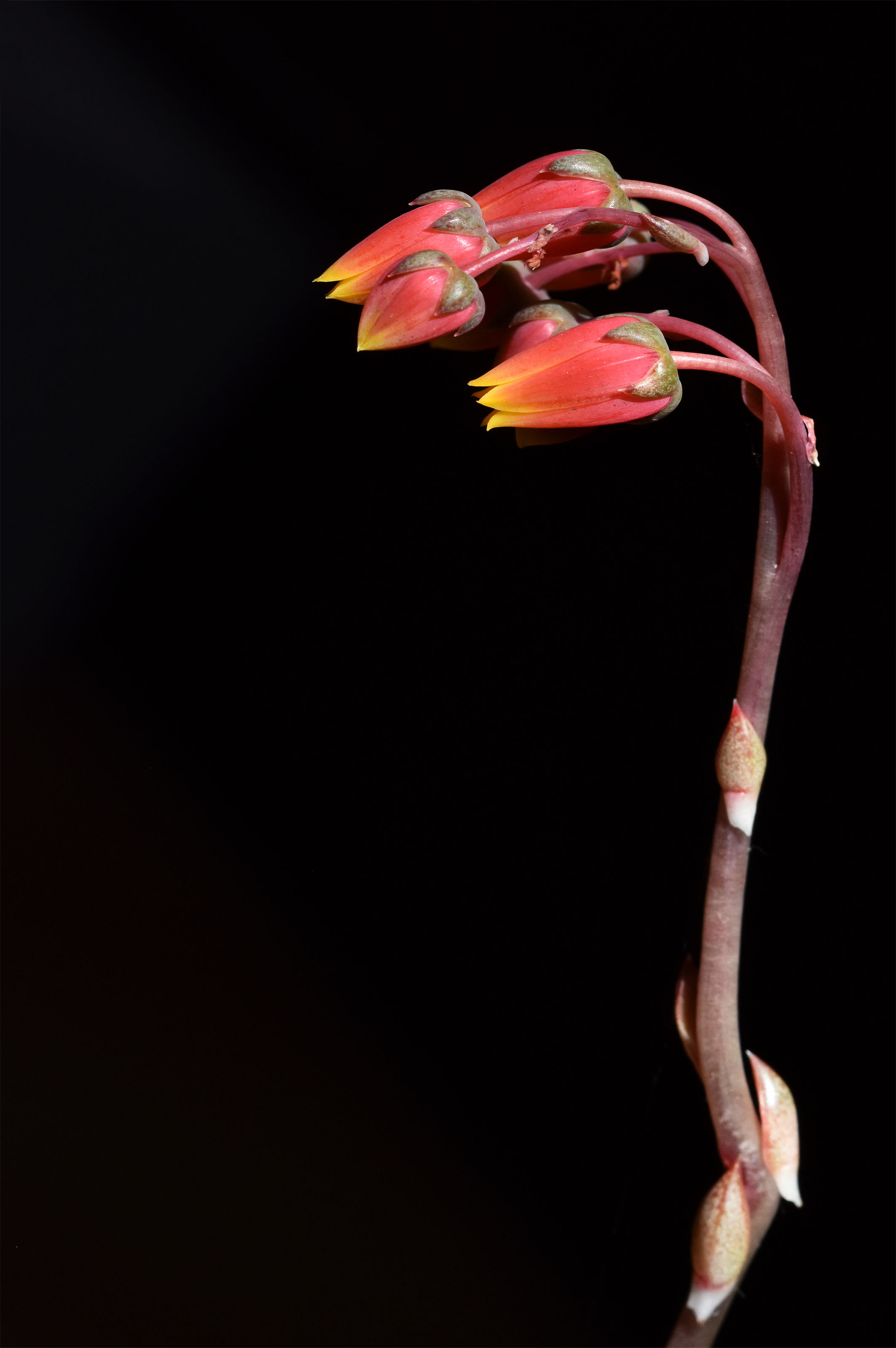 echeveria purpusorum flower.jpg
