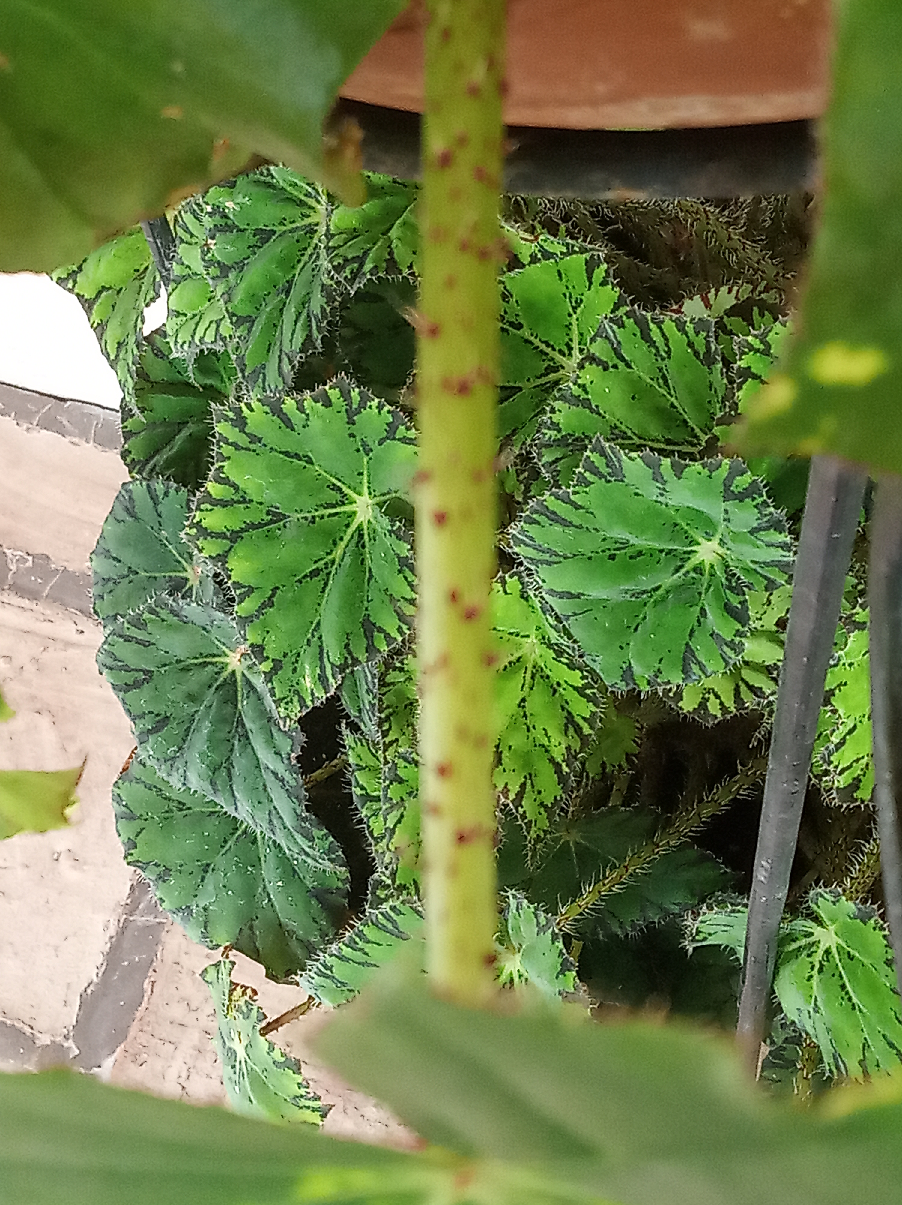 Variegación en Begonia. — Hive