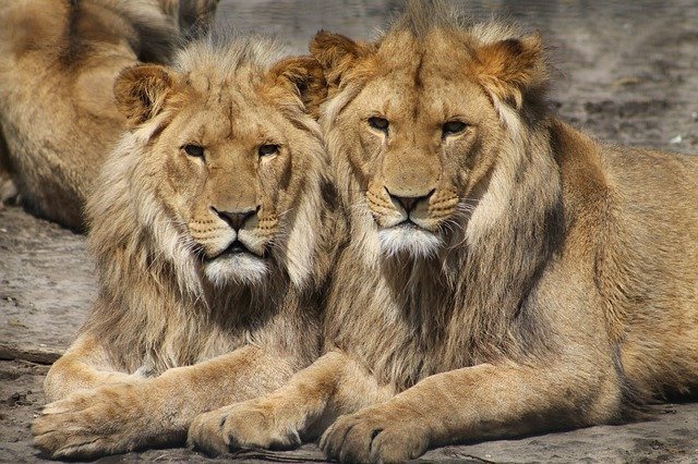 lions1660044_640.jpg