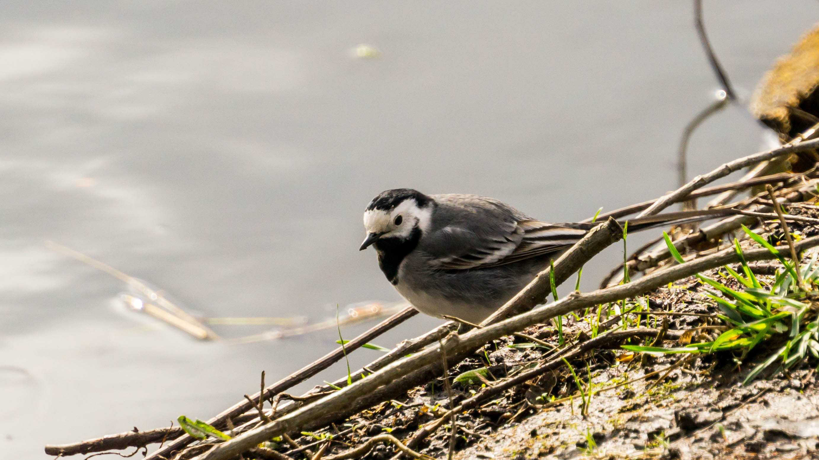 DSC08508-4.jpg