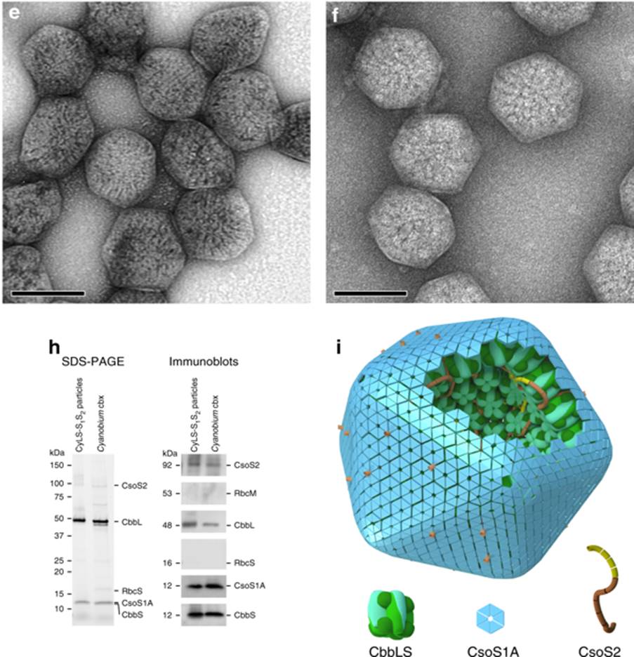 Carboxysome.jpg