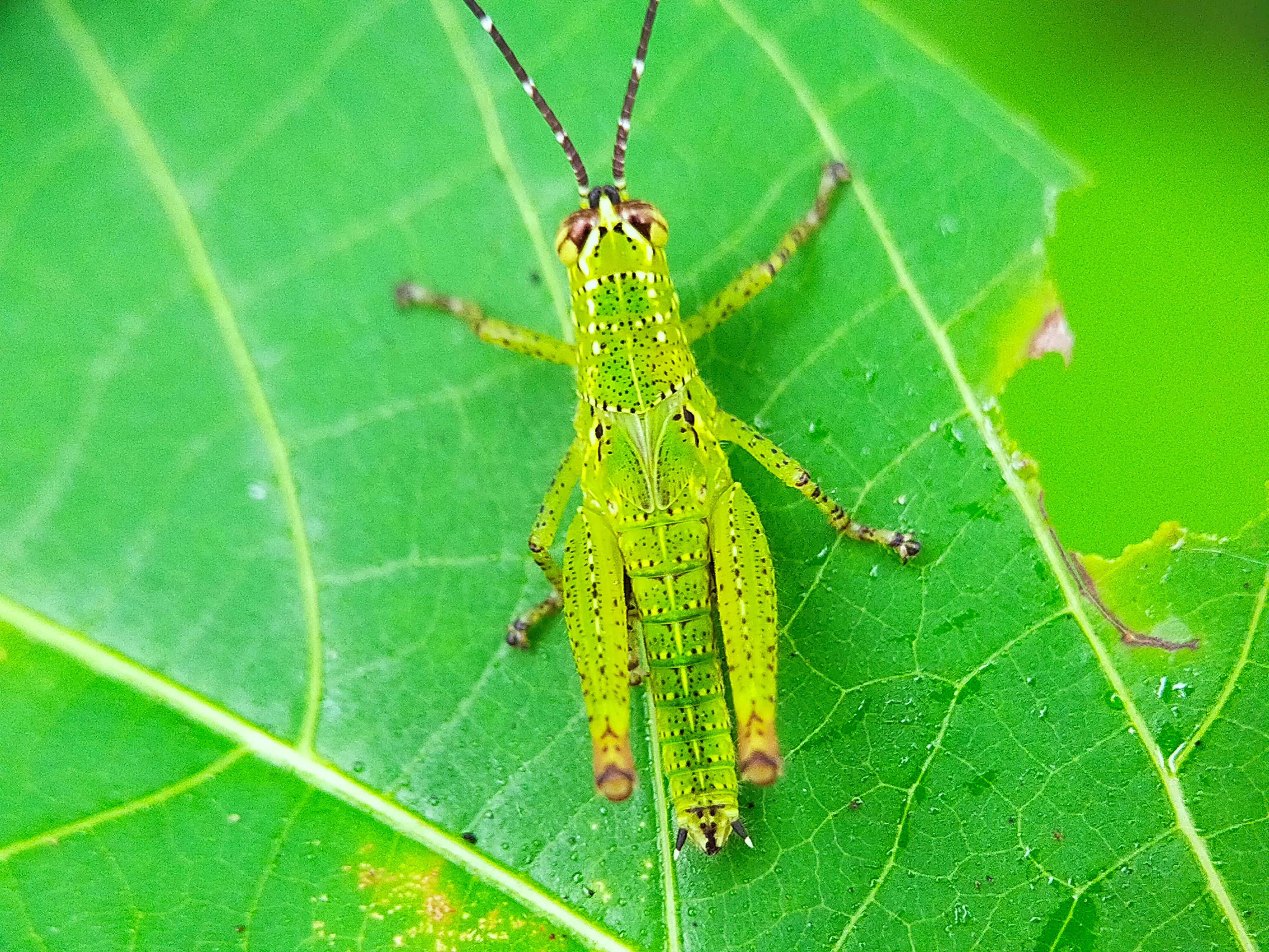 Rice Grasshopper (31).jpg