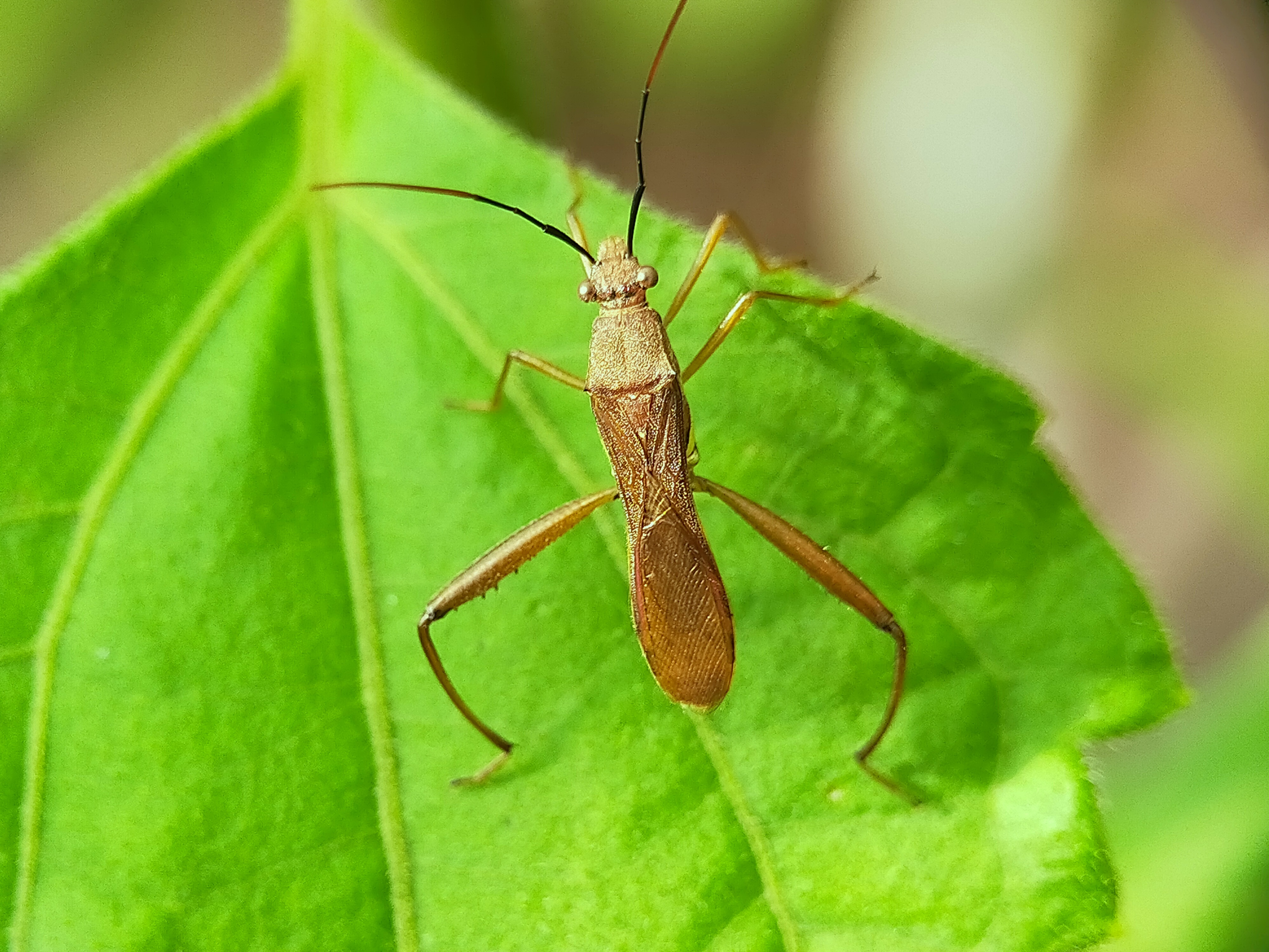 Assassin Bug (8).jpg