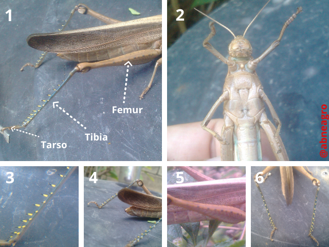Orthoptera partes 3.png
