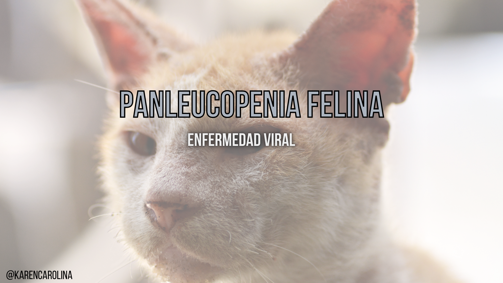 Panleucopenia Felina.png