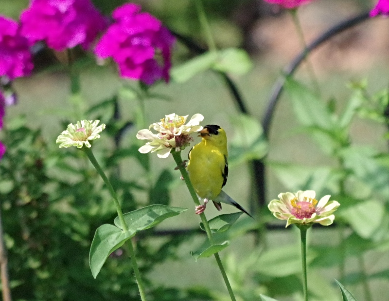 feathered-friends-goldfinch.jpg