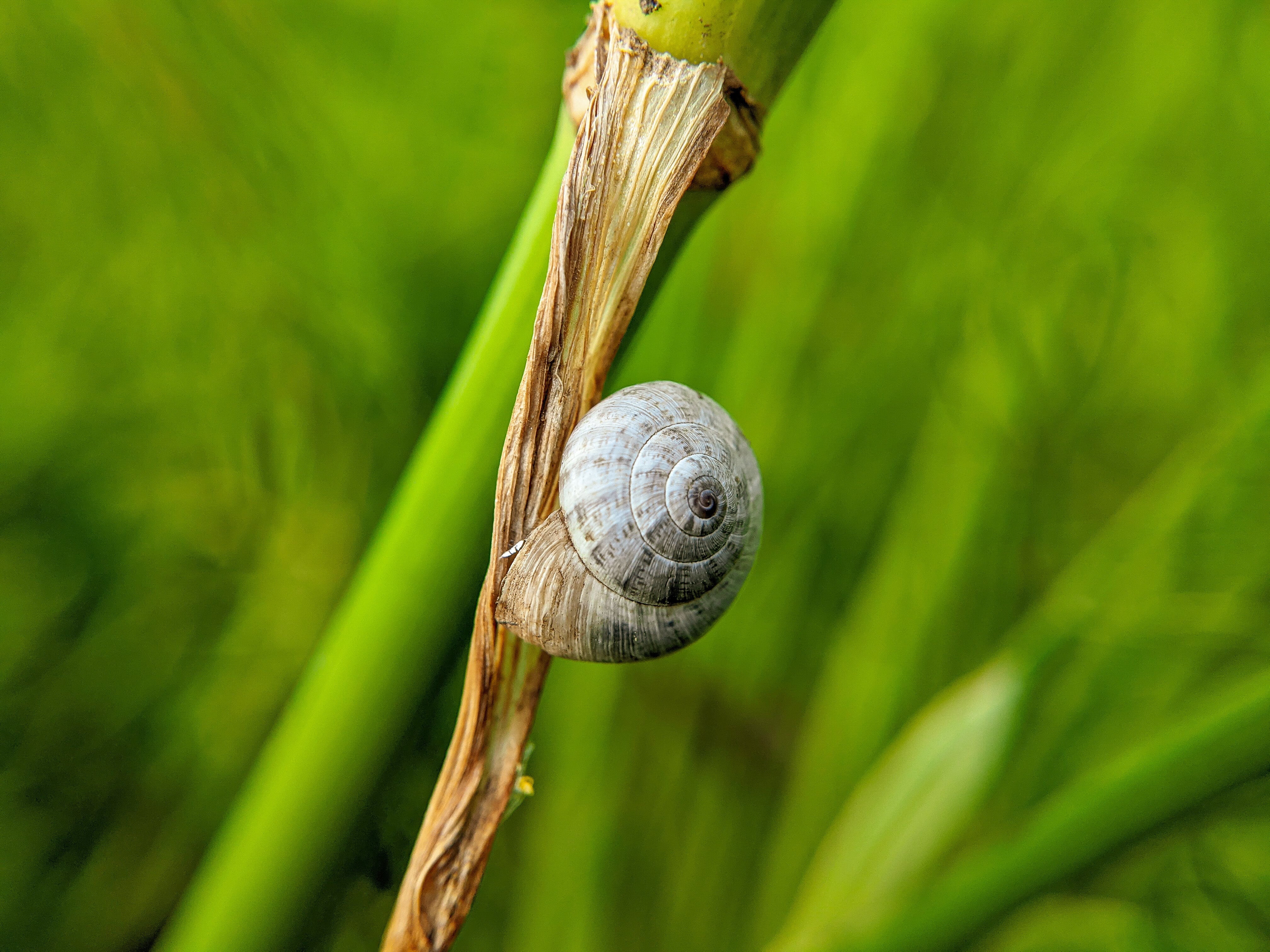 snail (3).jpg