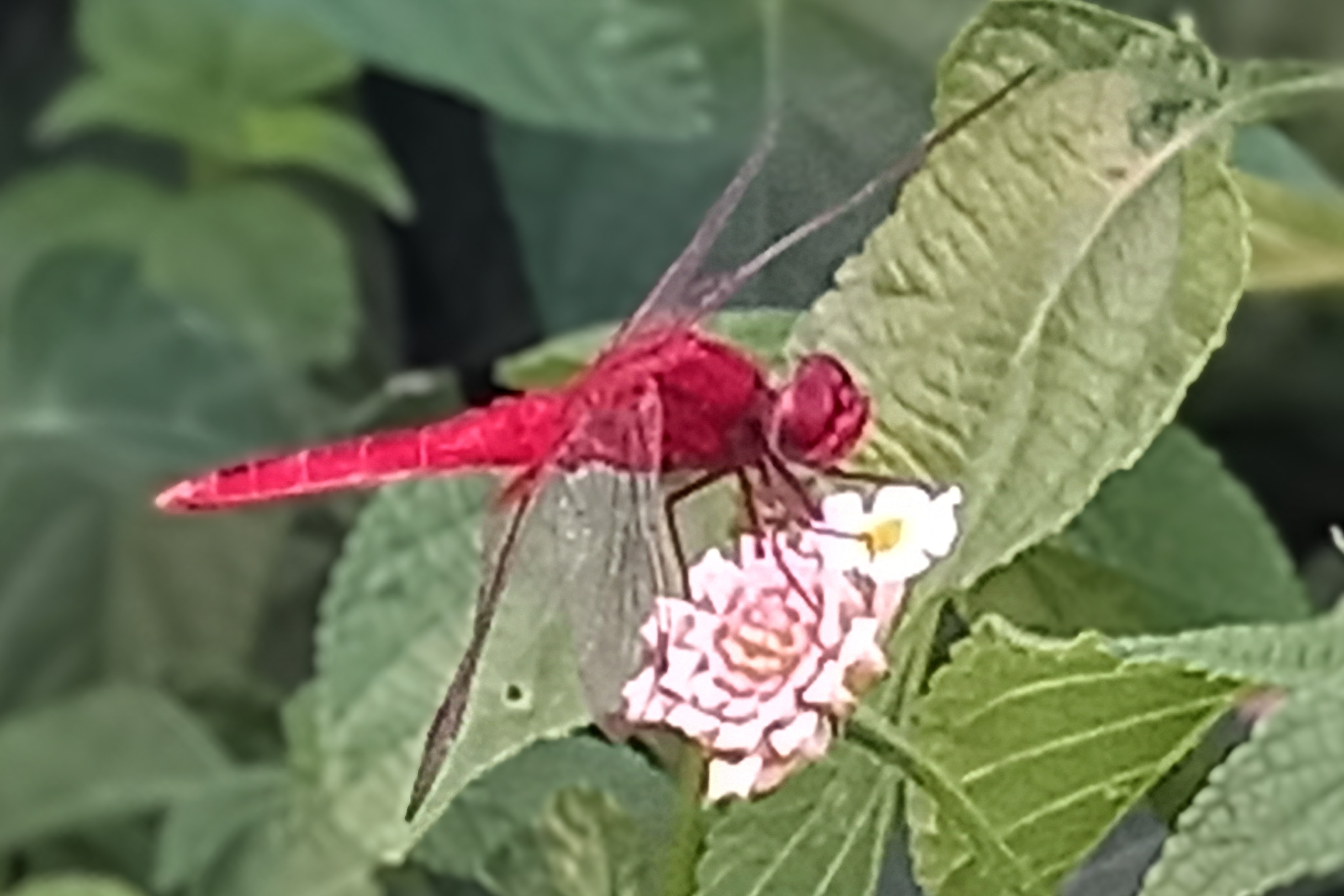 20250806_182725~2.jpg