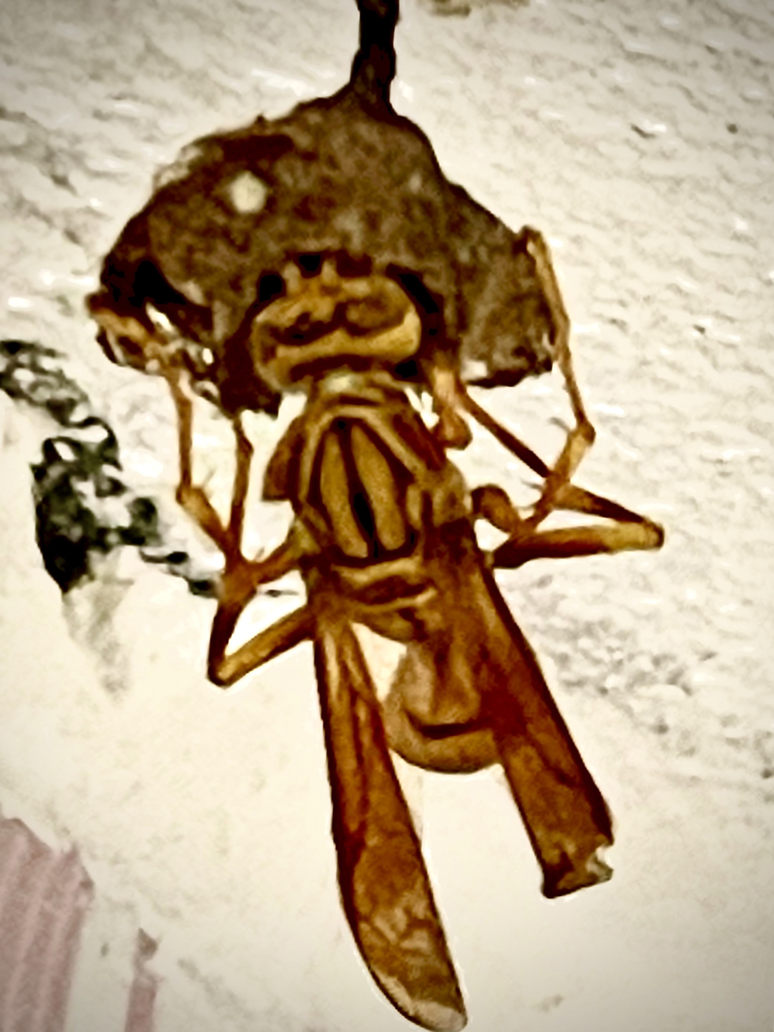 F8C90BDE-2BD7-4E61-8AEA-4EDF9AE7D931.jpeg