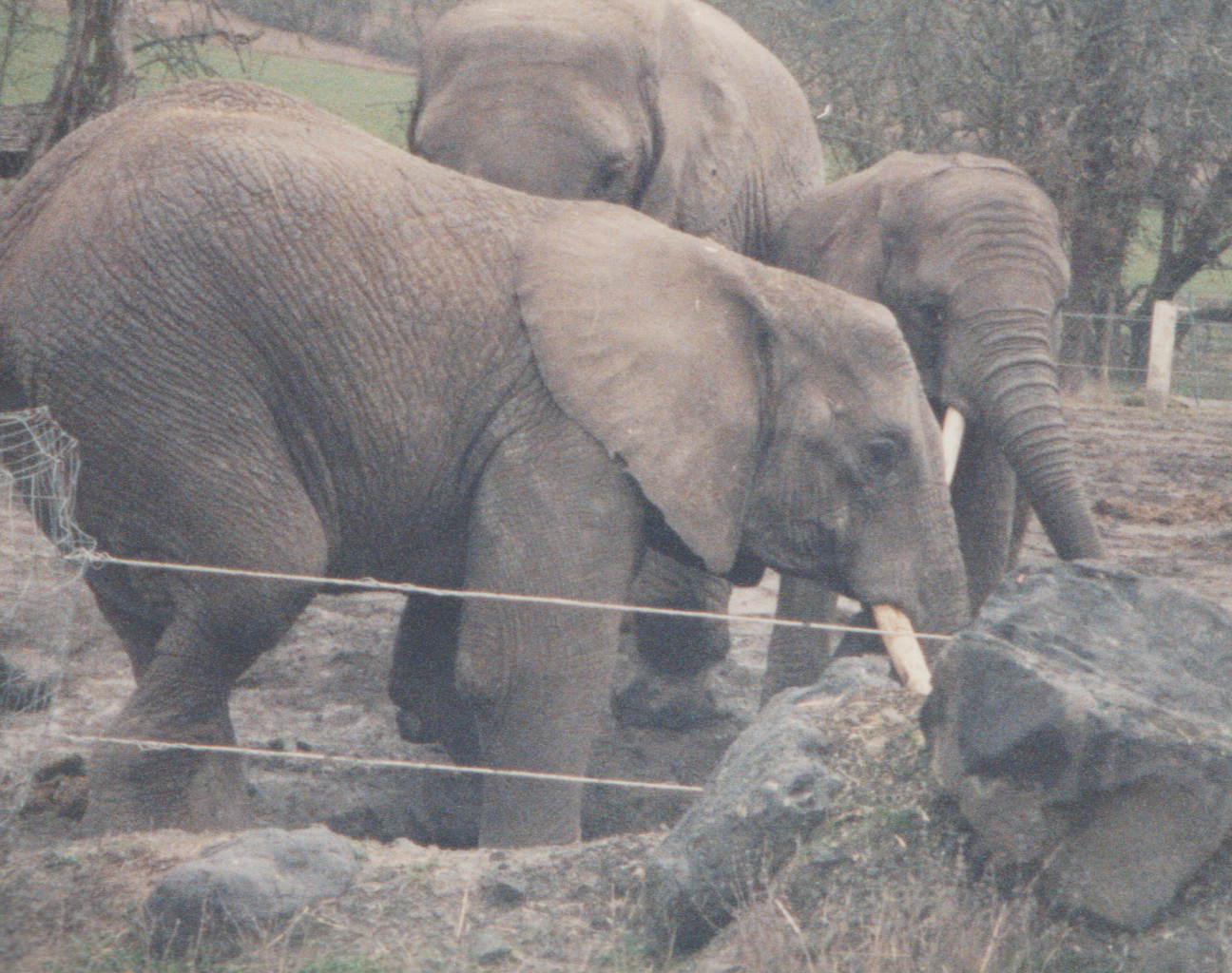 1992-12-26 - Saturday - Wildlife Safari Trip, Marilyn, Crystal-16.png