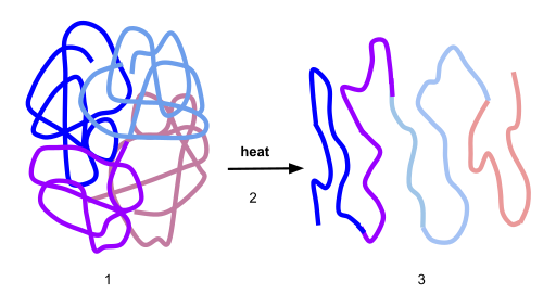 Process_of_Denaturation.svg.png