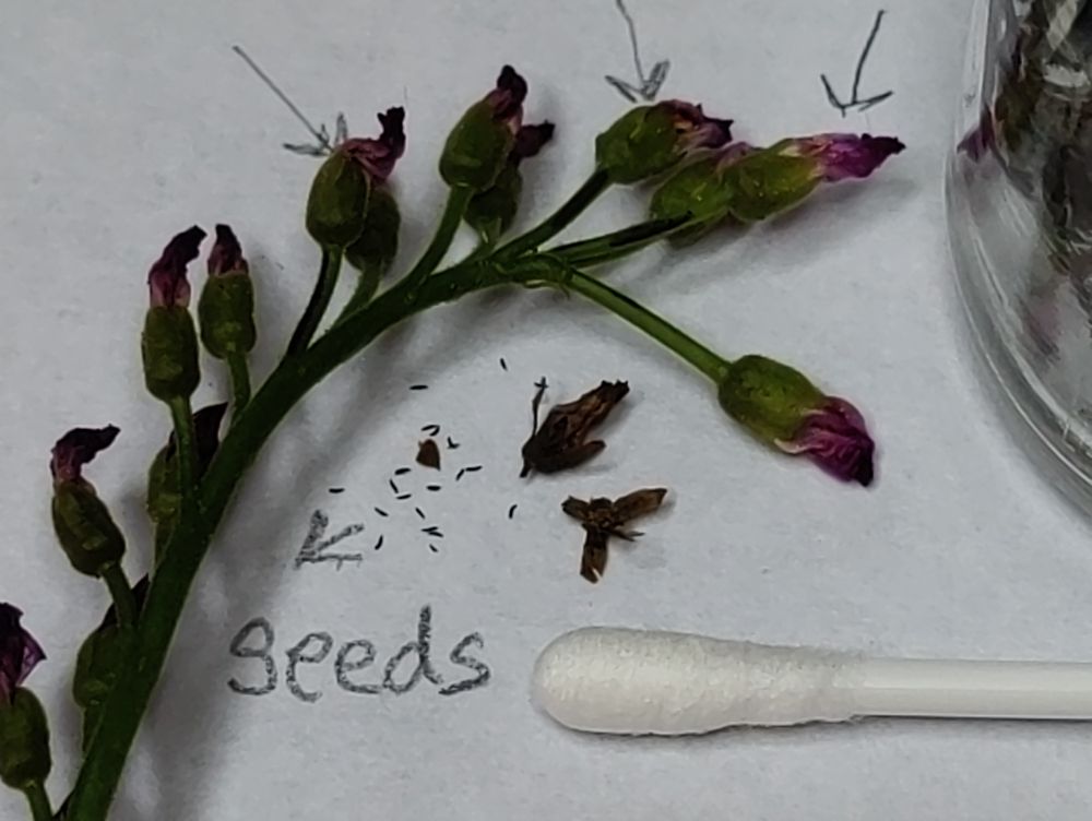 buds-seeds-close.jpg