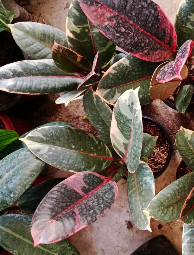 Rubber Tree 4.jpg