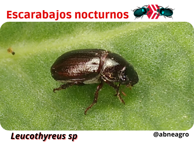 Automeris cf. jucunda (7).png