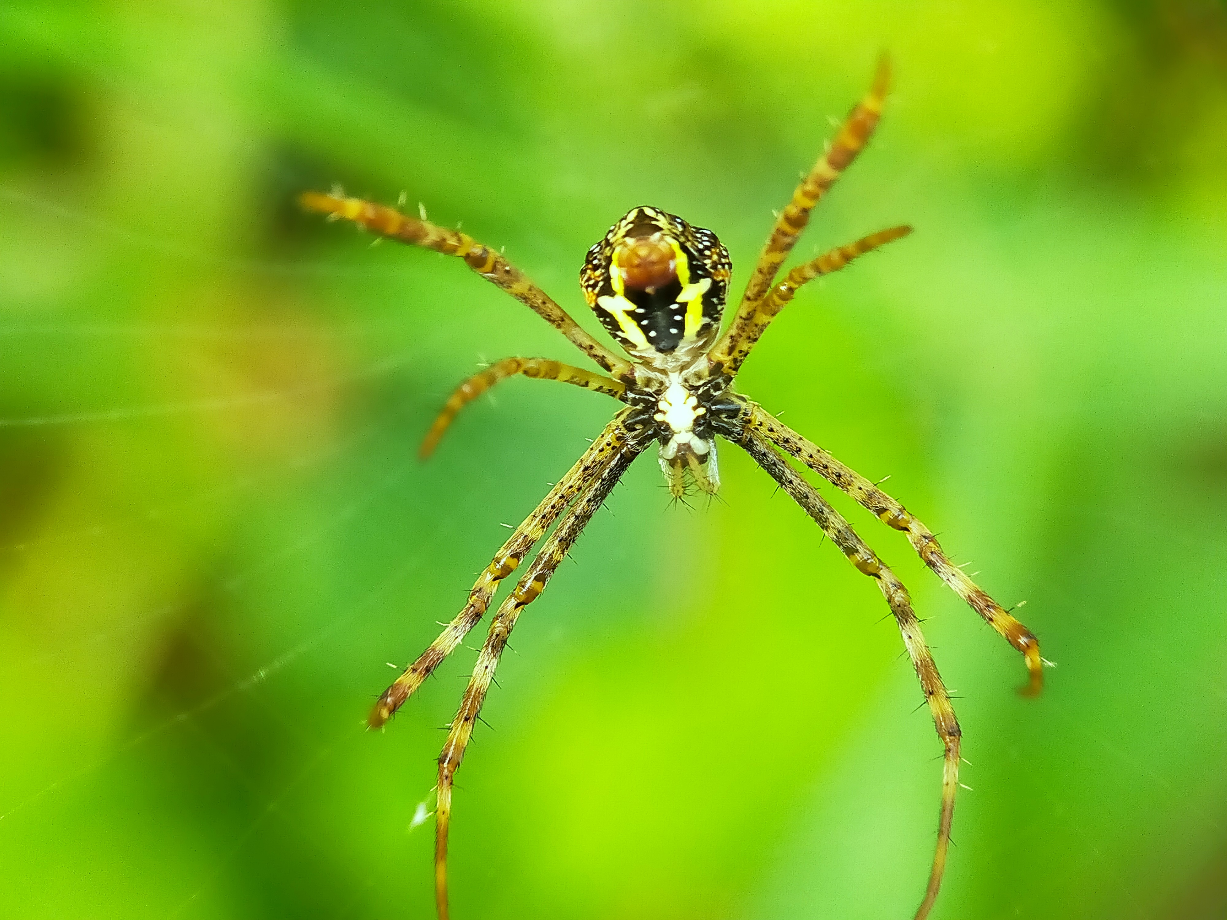 Spider (29).jpg