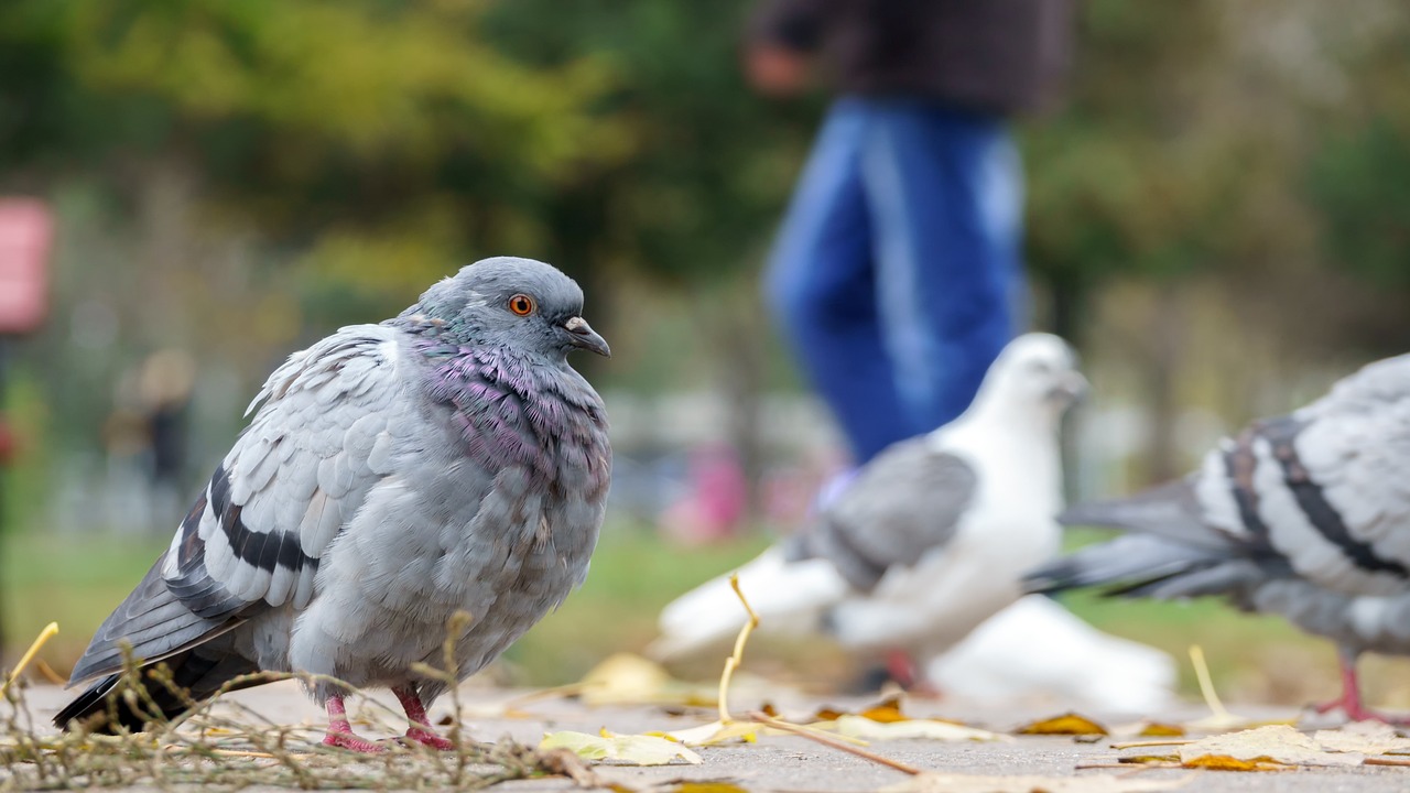 pigeon-gad620c202_1280.jpg