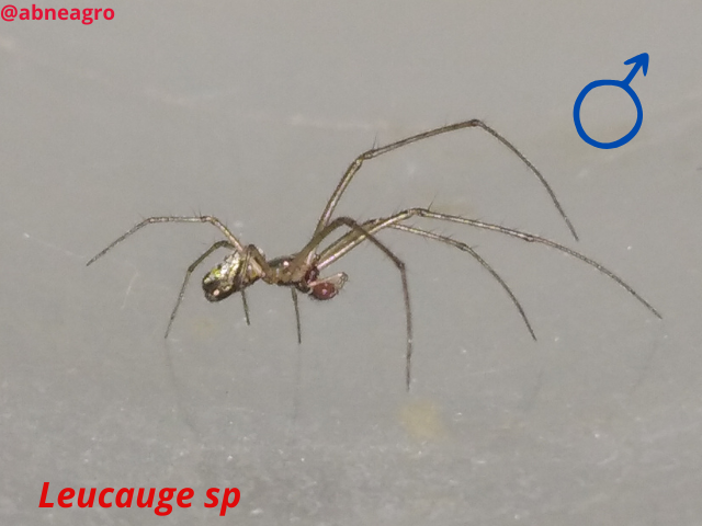 Automeris cf. jucunda (8).png