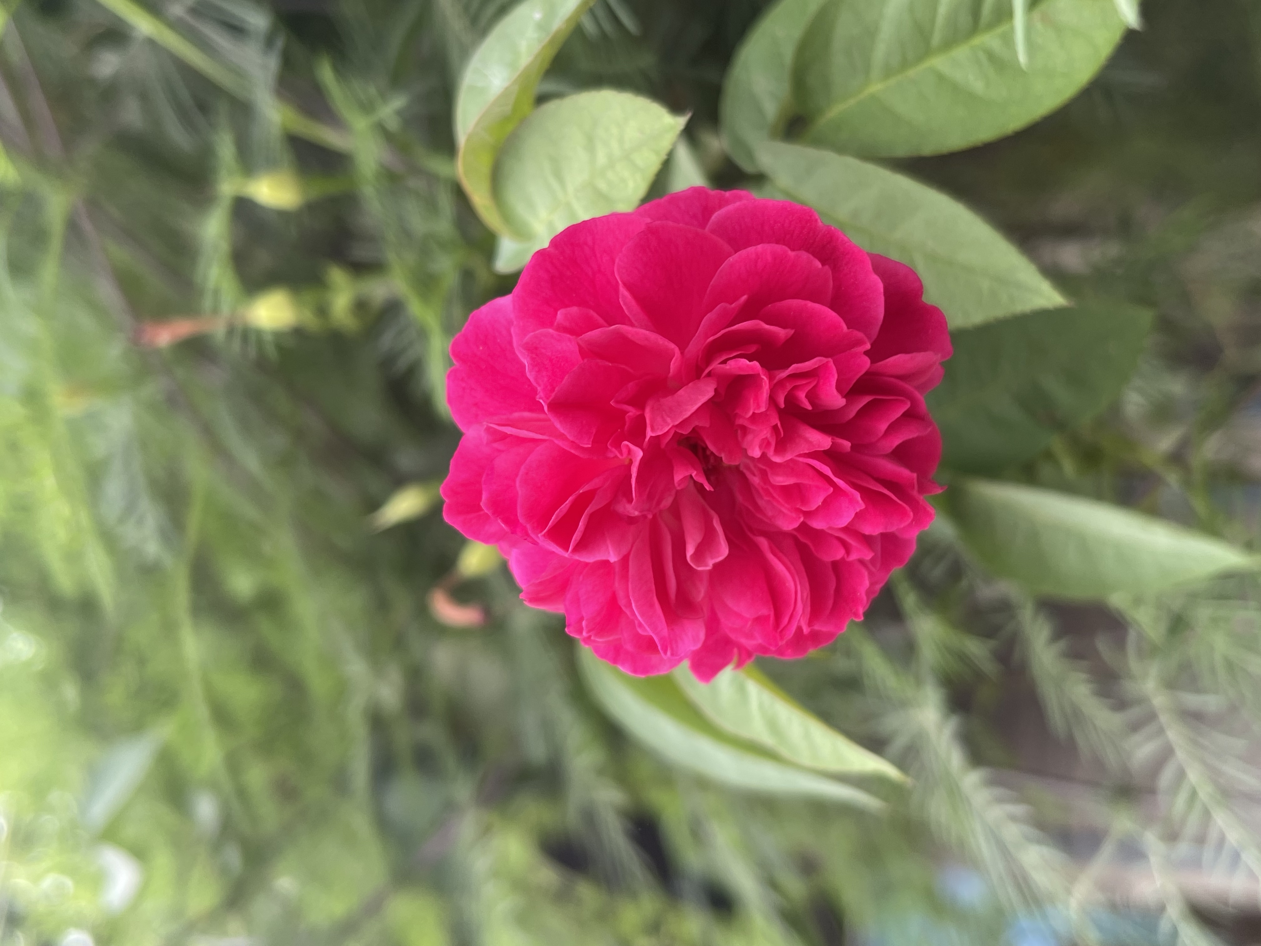 0E55FC09-3581-4833-A2DA-F157D7966AF3.jpeg