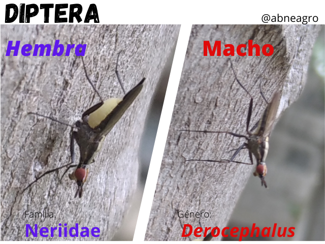 Diptera(4).png