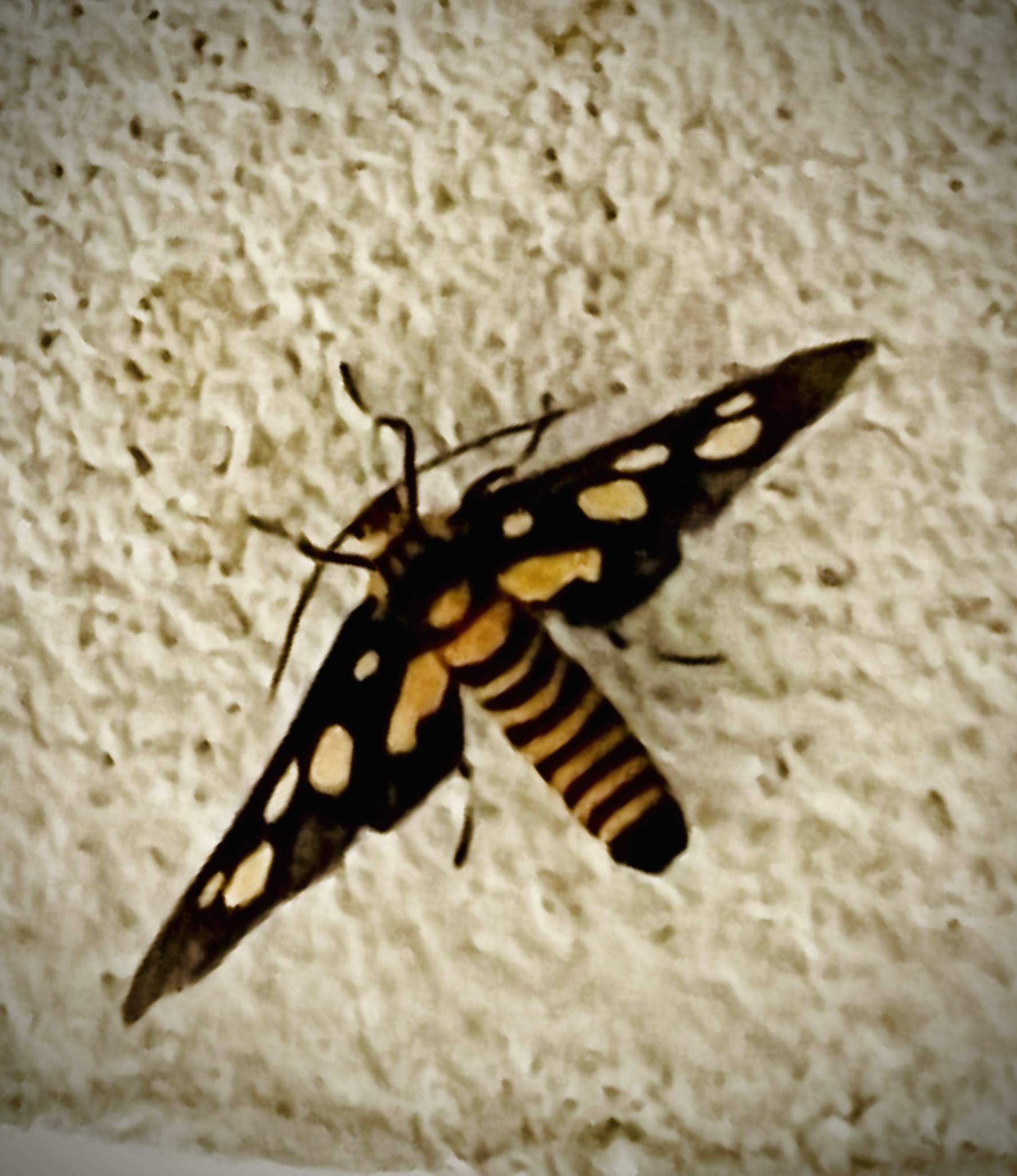 07C09A9C-5D07-4DA9-BCB9-EDBD3AB811C2.jpeg