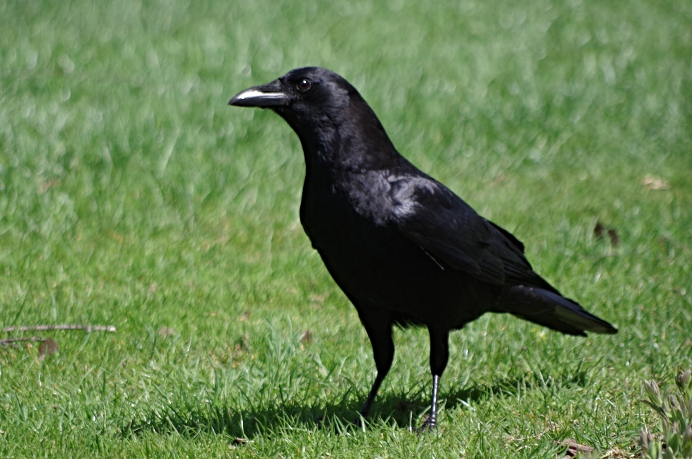 crow-feathered friends-sunscape.jpg