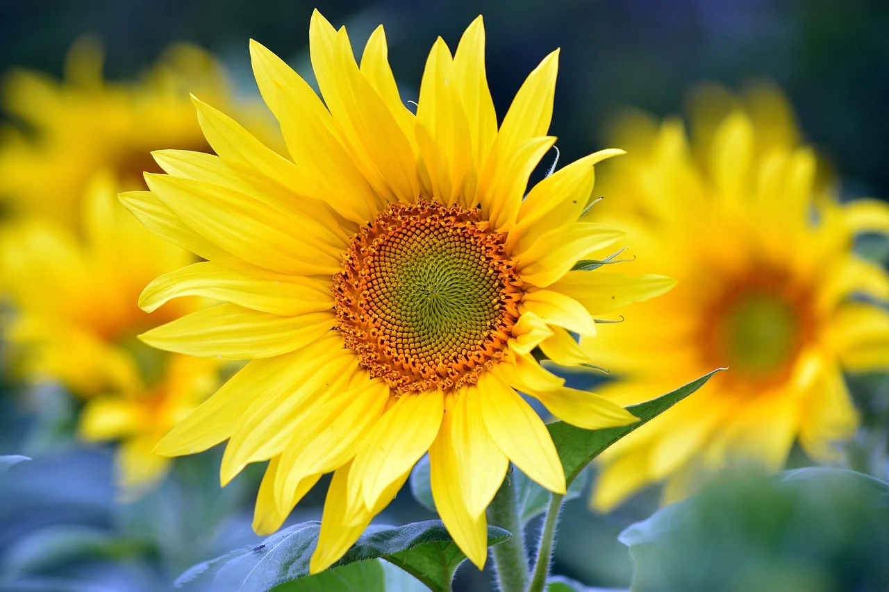 sunflowers-8351807_1280.webp