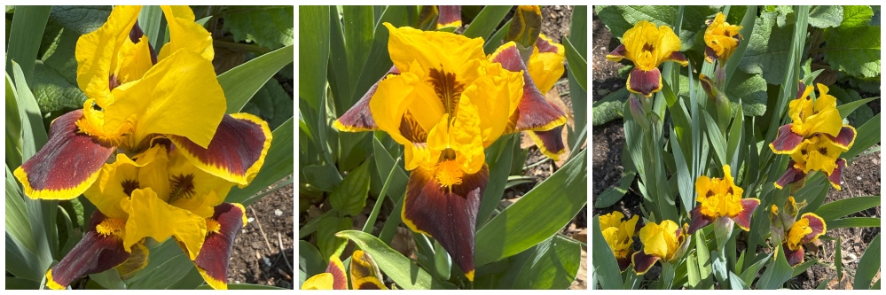 hivegarden-iris.jpg