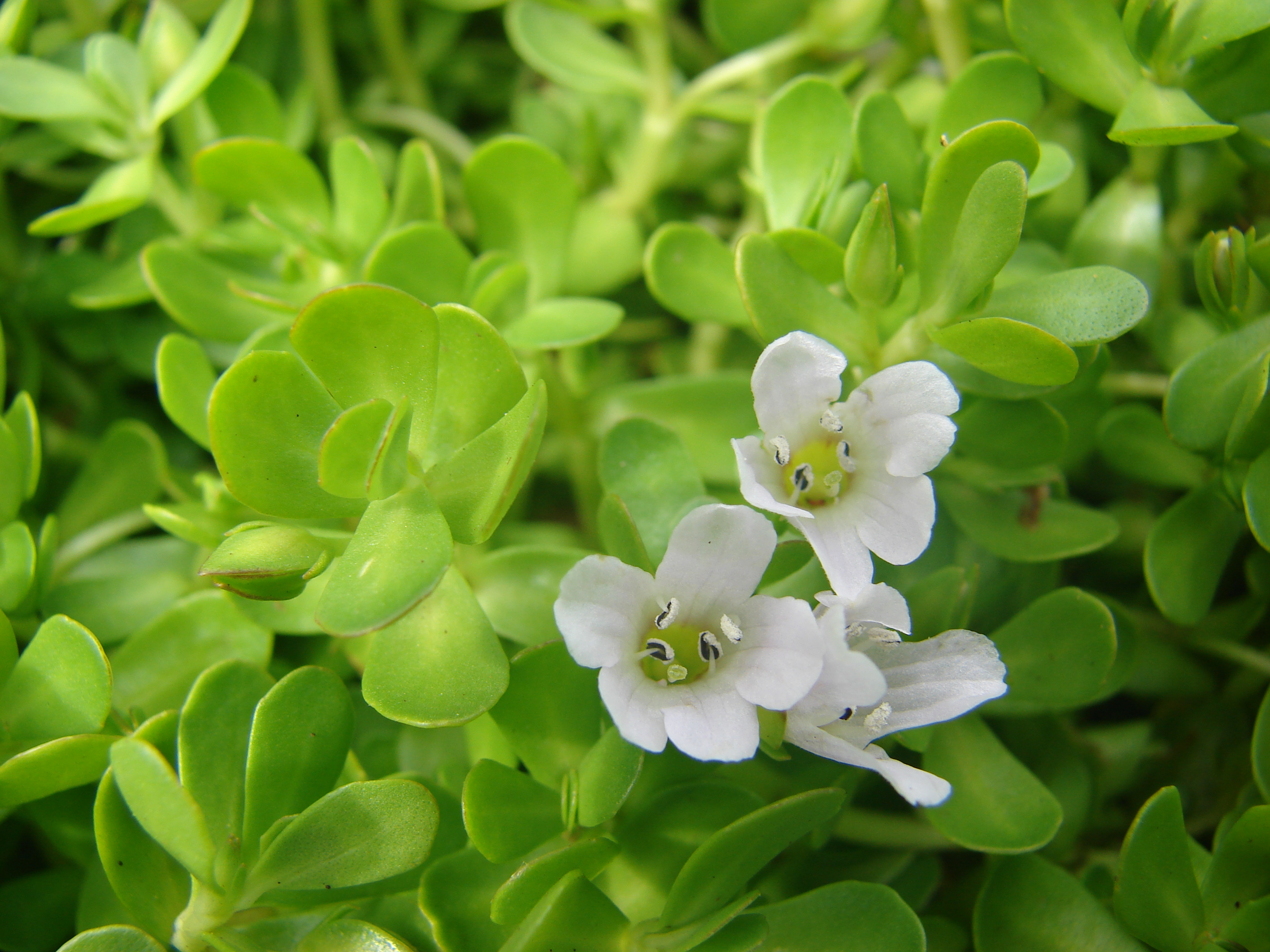 Starr_070815-8055_Bacopa_monnieri.jpg