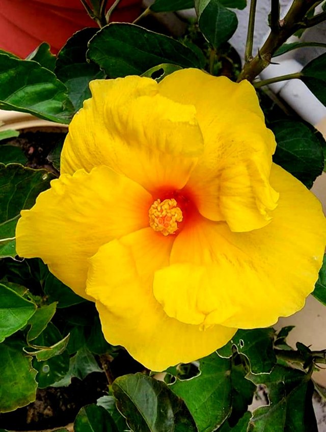 Hibiscus yellow flower 1.jpg