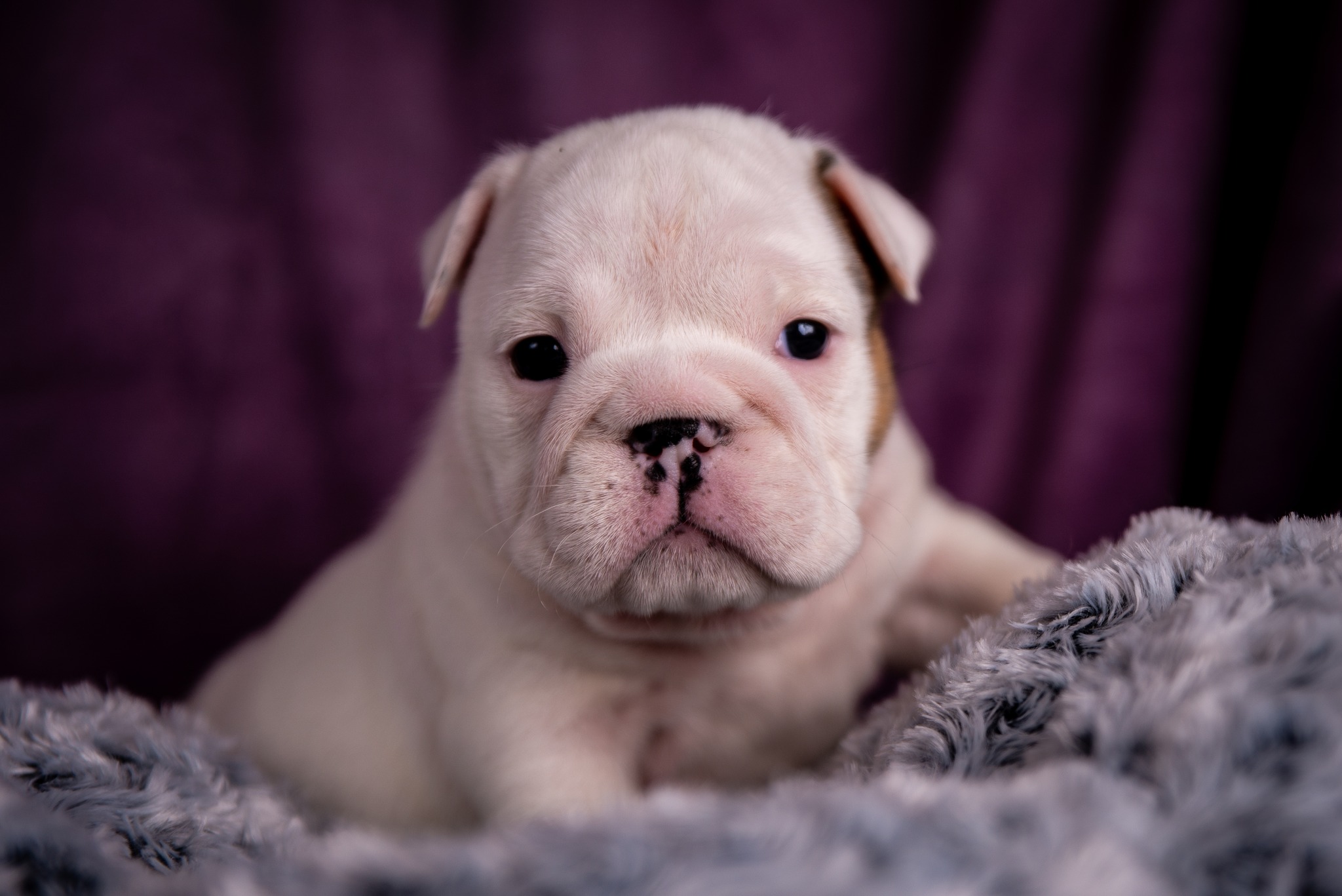 5 week old english best sale bulldog puppies