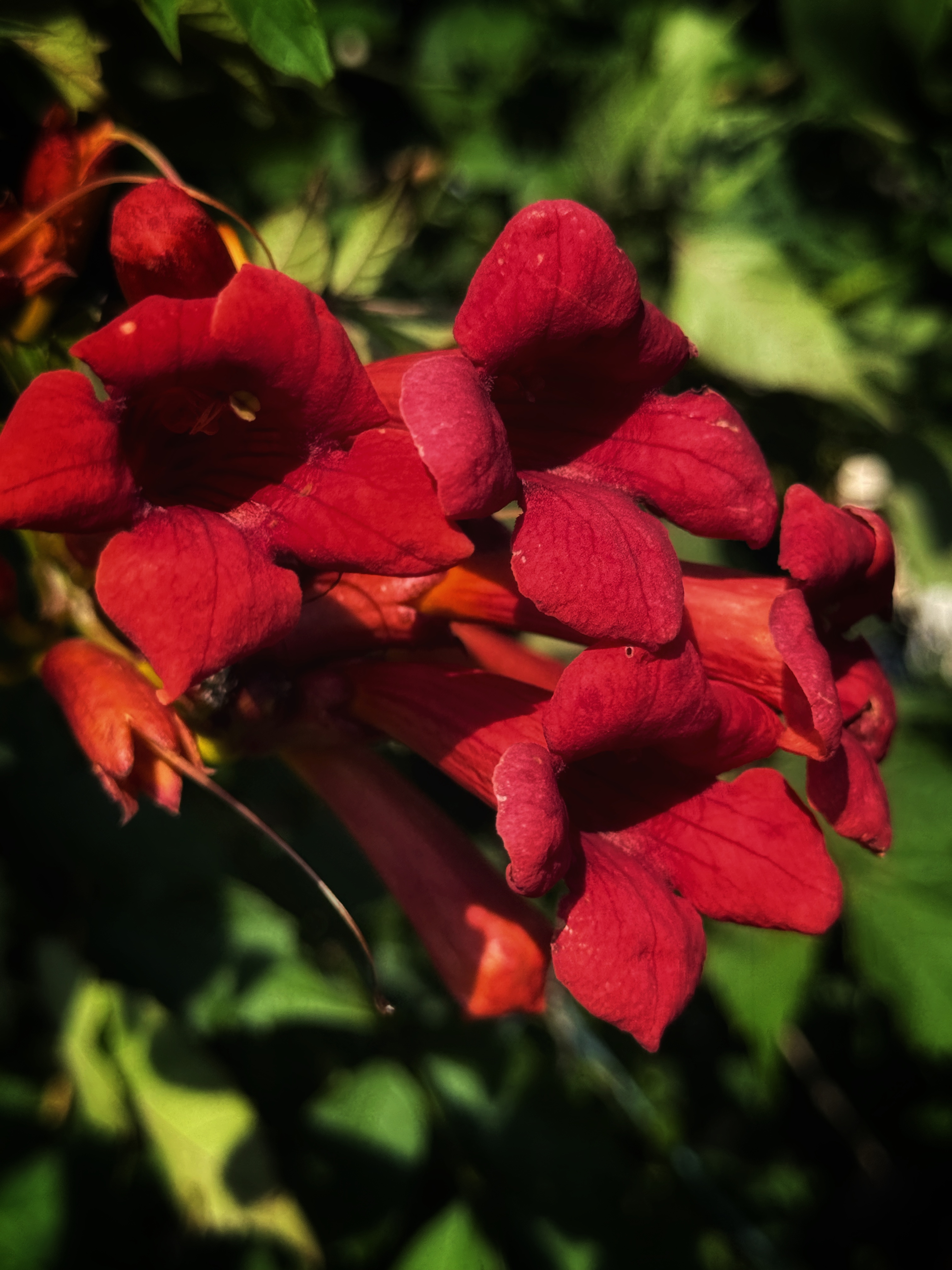 IMG_4288.jpeg