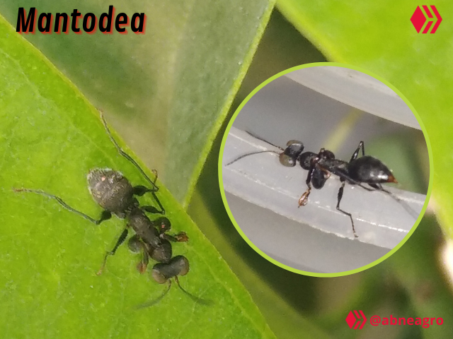 Video Salticidae (2).png