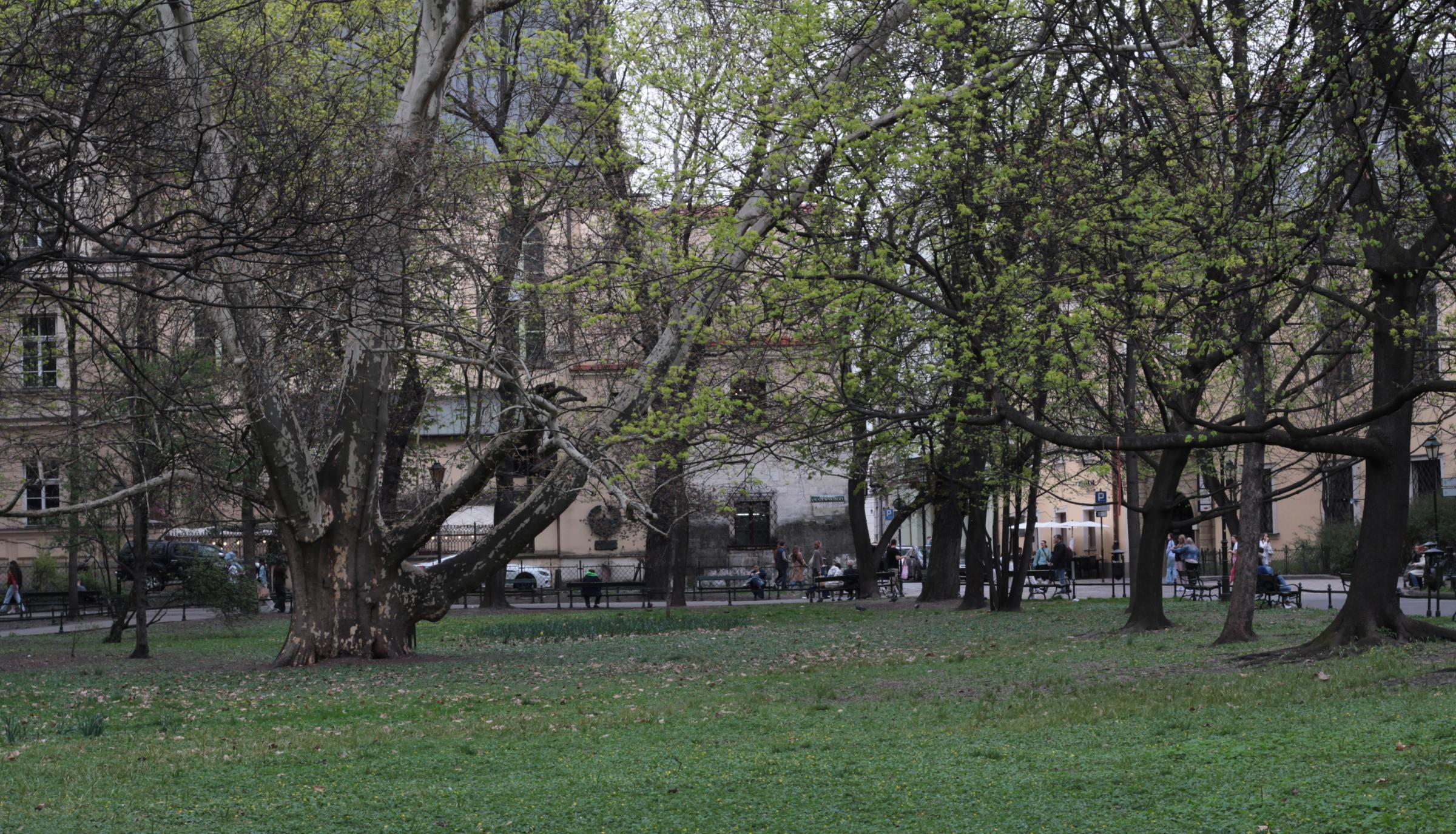 IMG_6351-crop.JPG