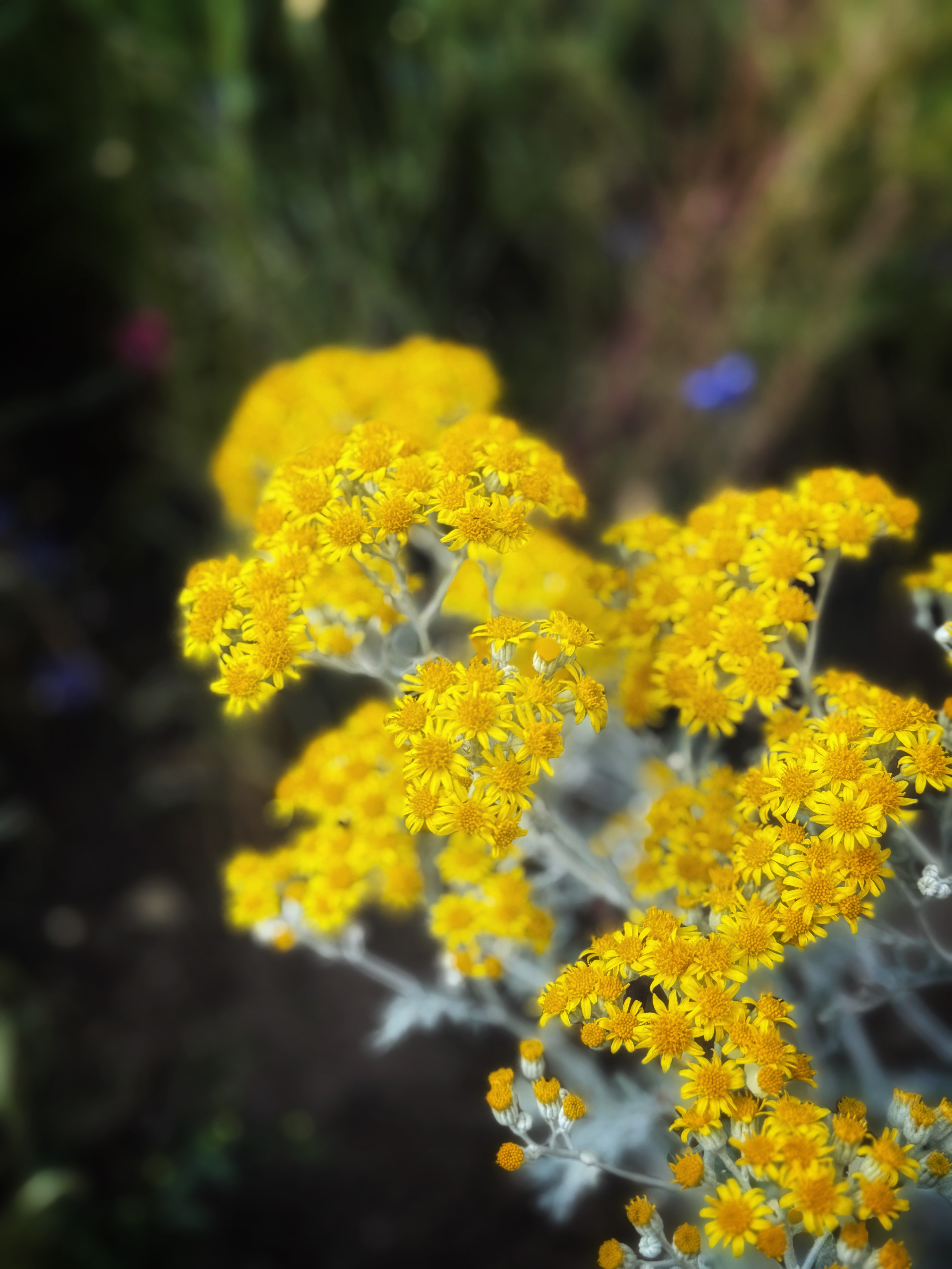 IMG_4276.jpeg