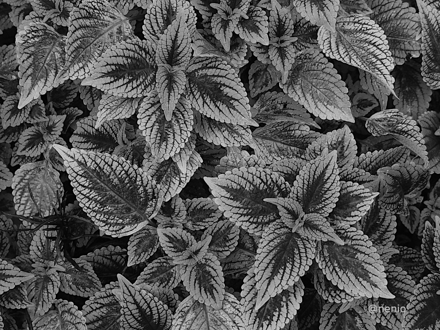 botanical-textures-002-bw.jpg