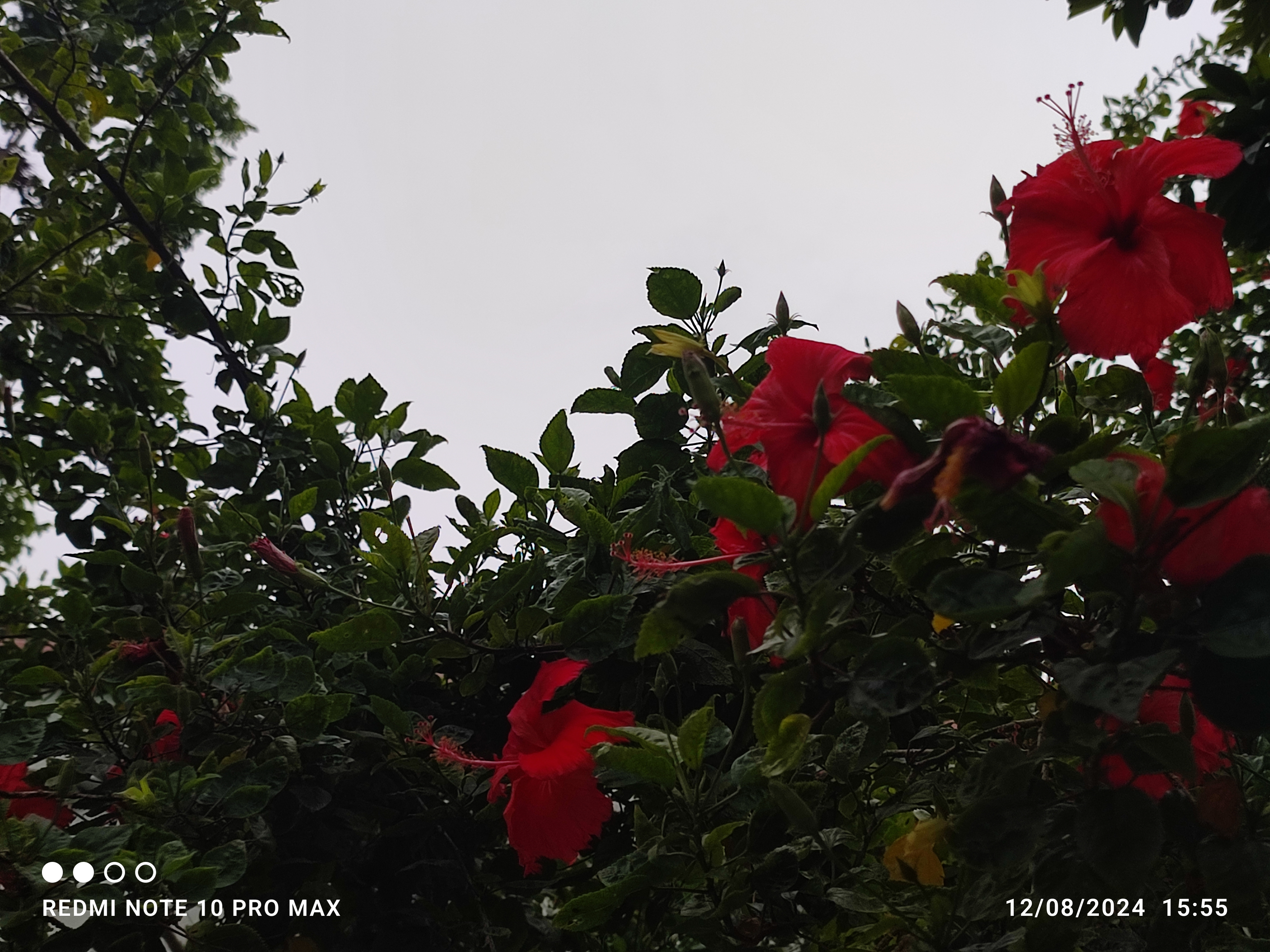 IMG_20240812_155546.jpg