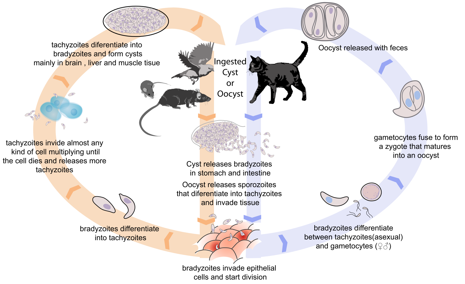 Toxoplasmosis_life_cycle_en.svg (1).png