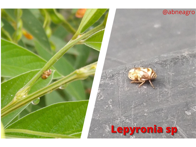 Aphrophoridae(8).png