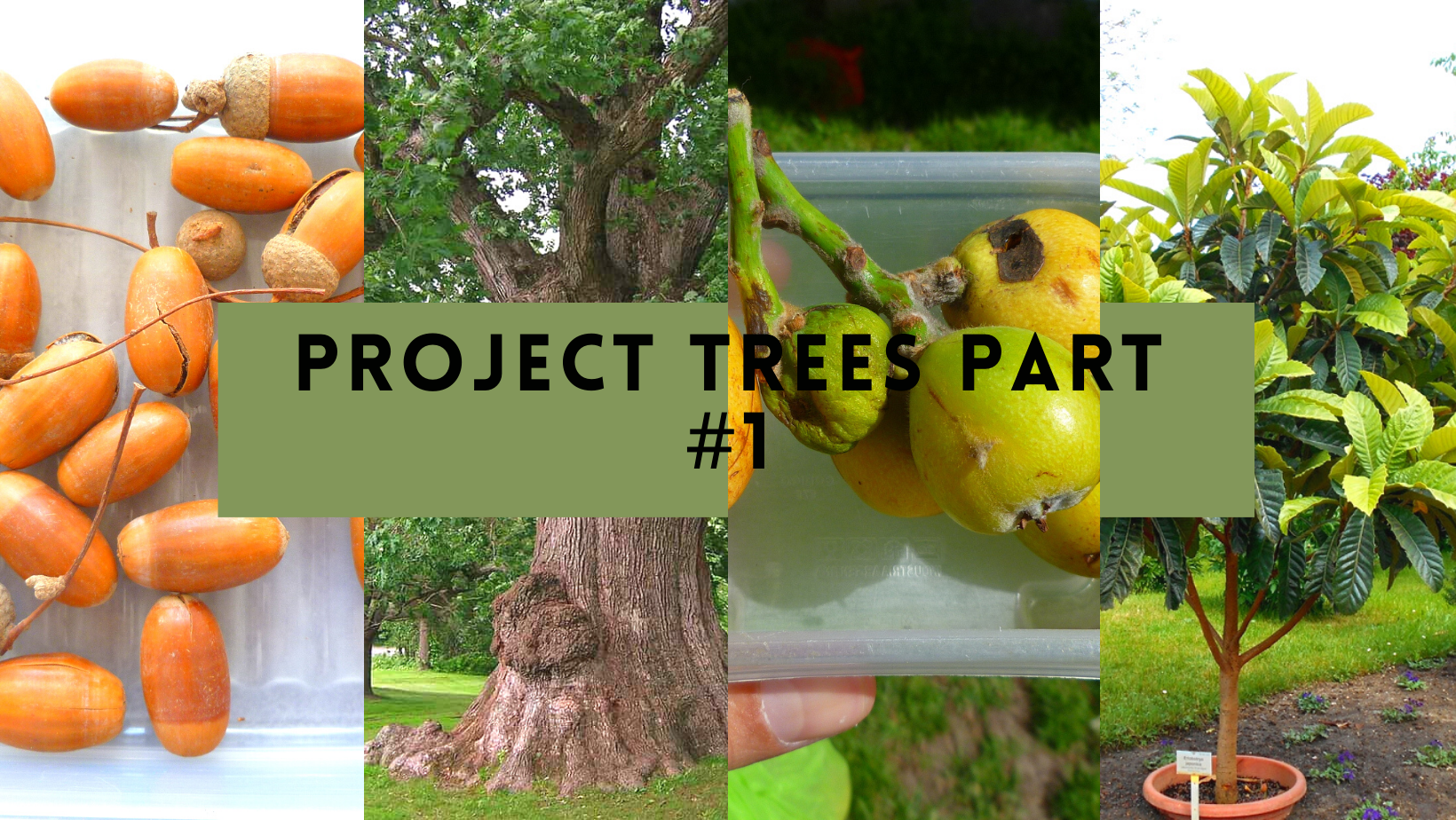 Project Trees.png