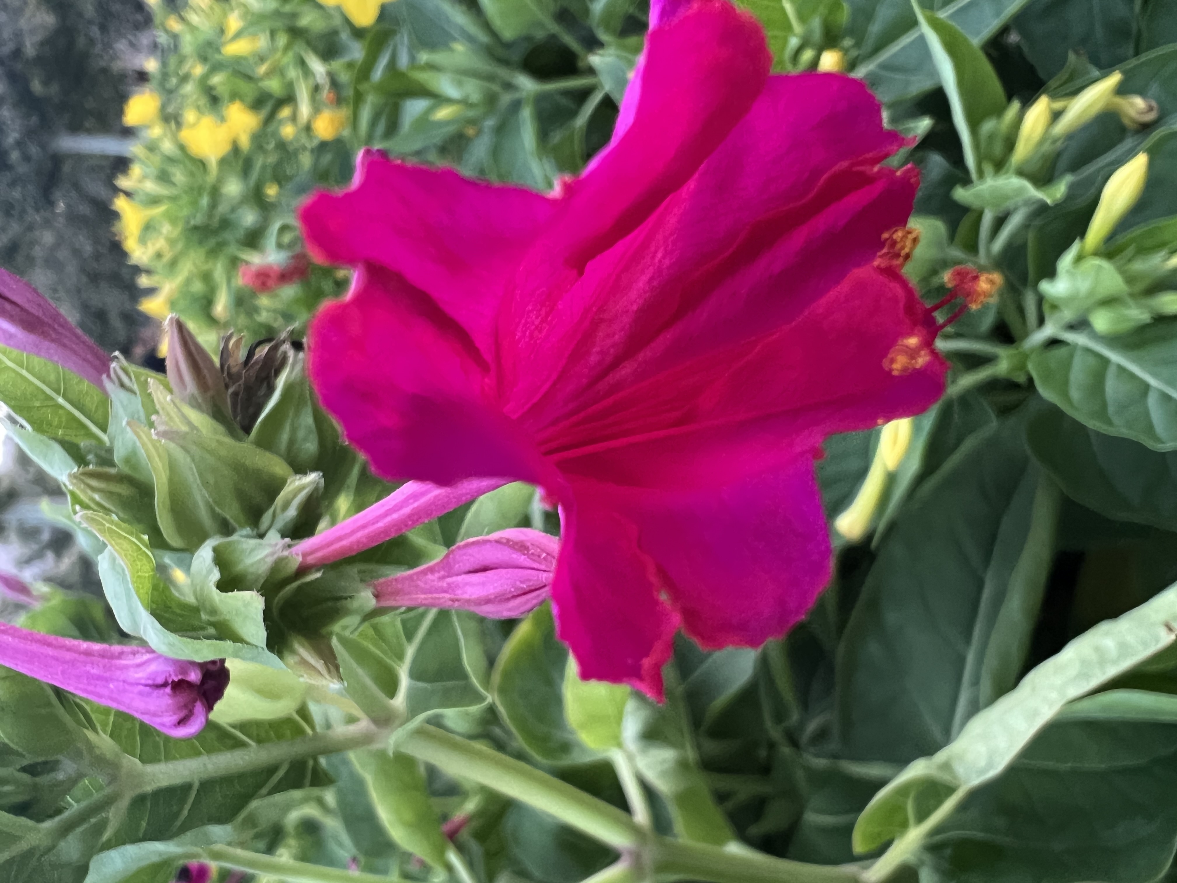 IMG_5540.jpeg