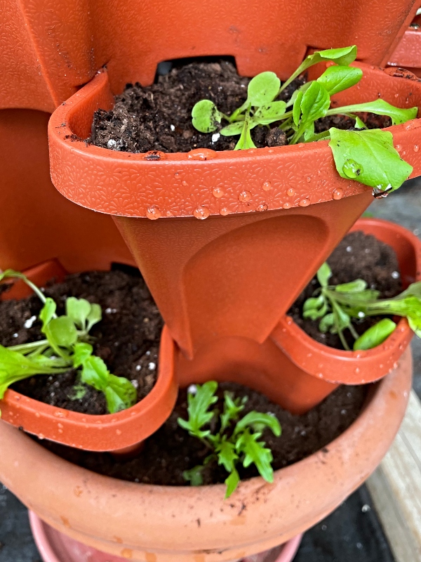 garden-lettuce-sunscape.jpg