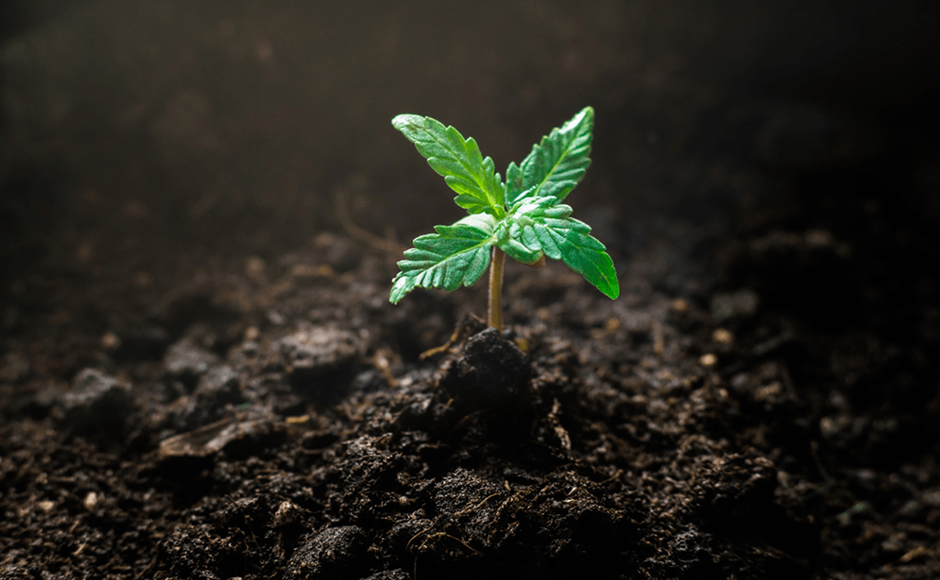 cannabis-seedling.png