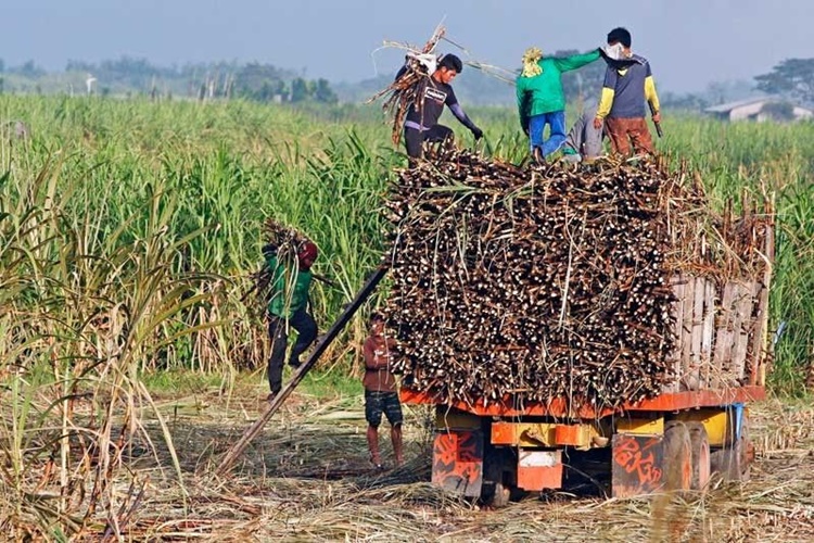 Sugarcane-Field.jpg