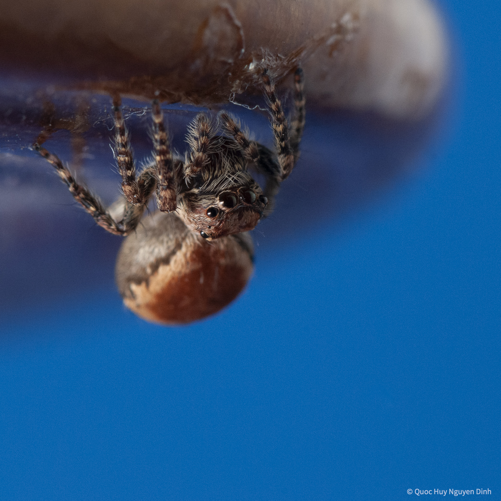 Jumping Spider - Servaea Villosa-13.jpg