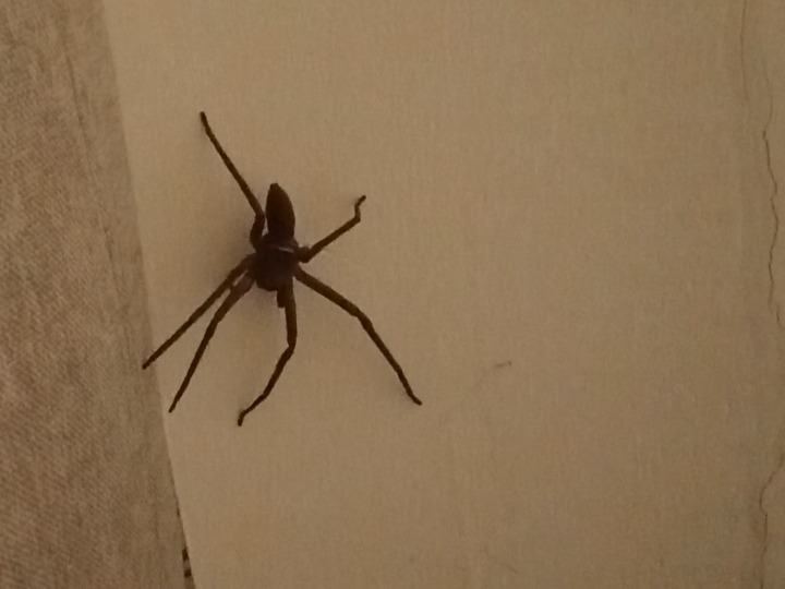spider 2.JPG